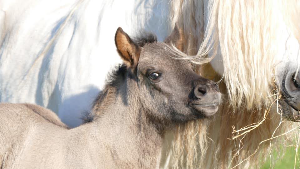 highland pony breeders